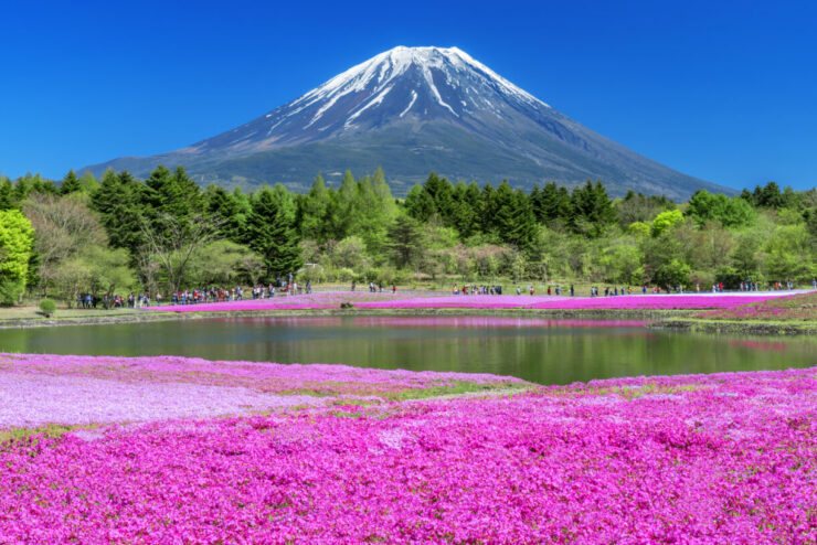 芝桜公園