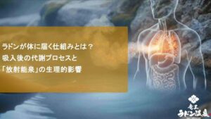 ラドンが体に届く仕組みとは？吸入後の代謝プロセスと「放射能泉」の生理的影響